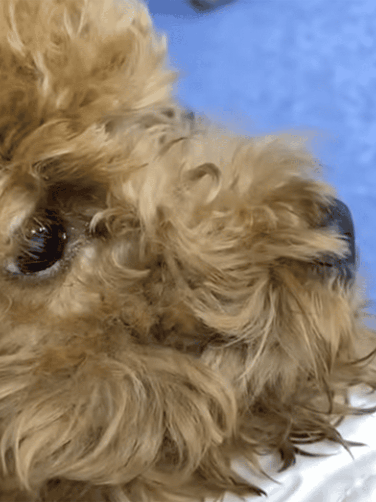 Close-up of a fluffy dog's face with curly fur and deep eyes, showcasing adorable features.