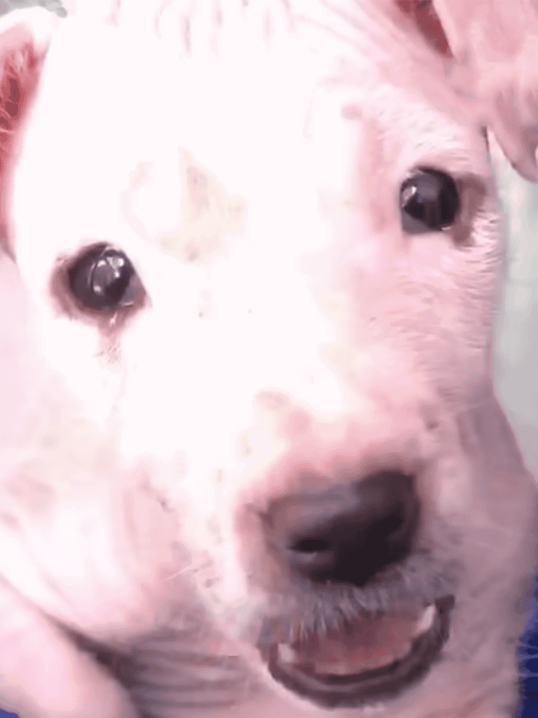 Adorable white puppy with expressive dark eyes, perfect for dog lovers and pet adoption.