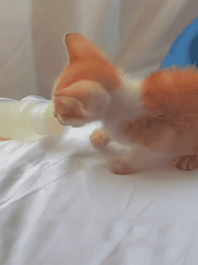 Cute orange puppy drinking milk from bottle.