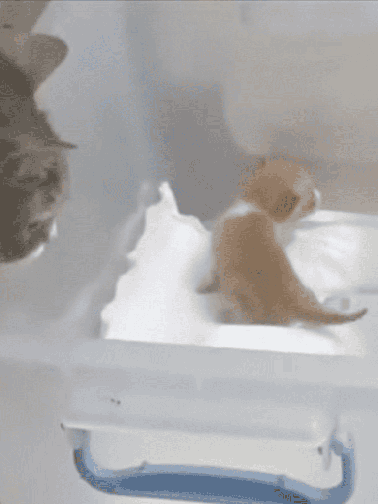 Alt text: Adorable puppies cooling off in a pet bath, showcasing pet care and bathing routines.
