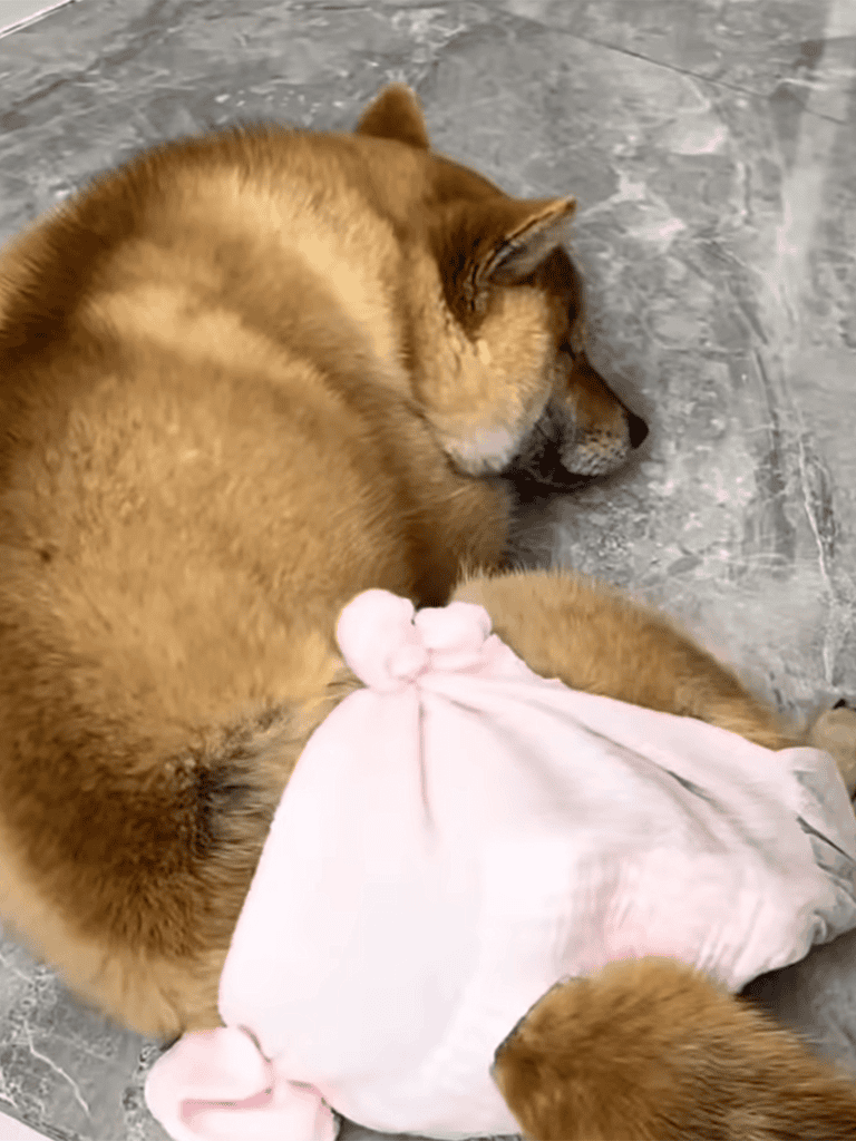Dog sleeping peacefully in pink pajamas.