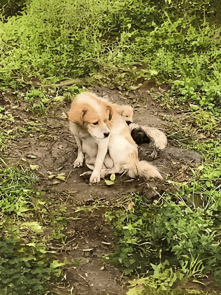 Adorable golden retriever puppy sitting on the ground surrounded by greenery and plants.