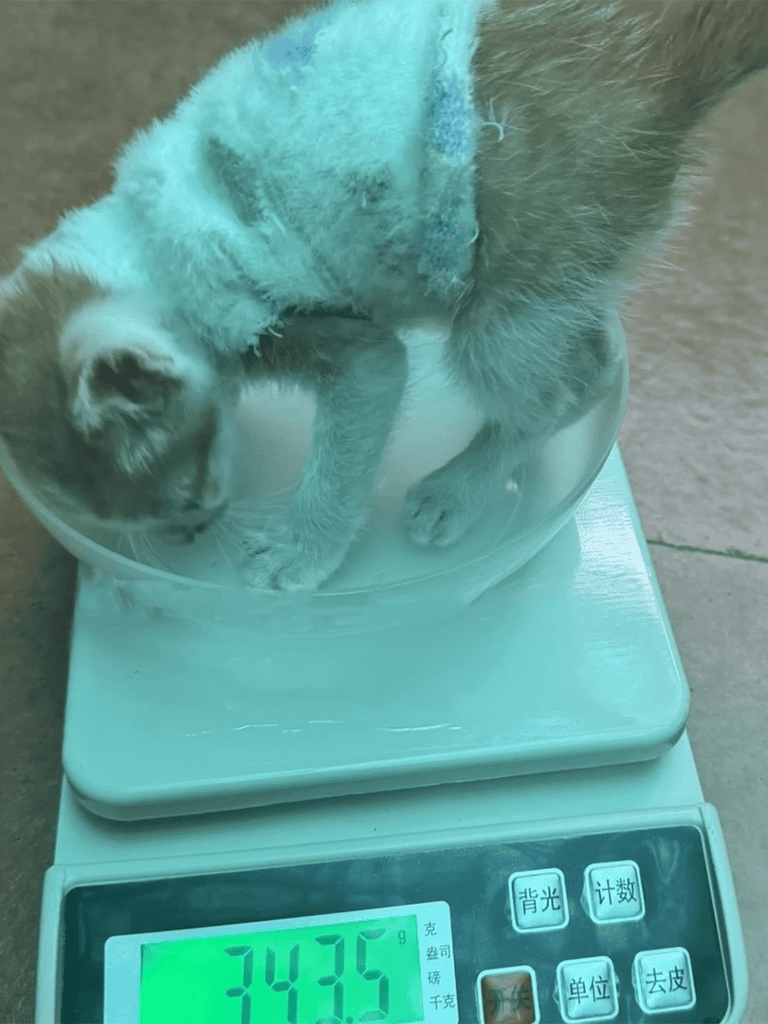 Cat weight measurement, pet health, feline scale, accurate pet weighing.