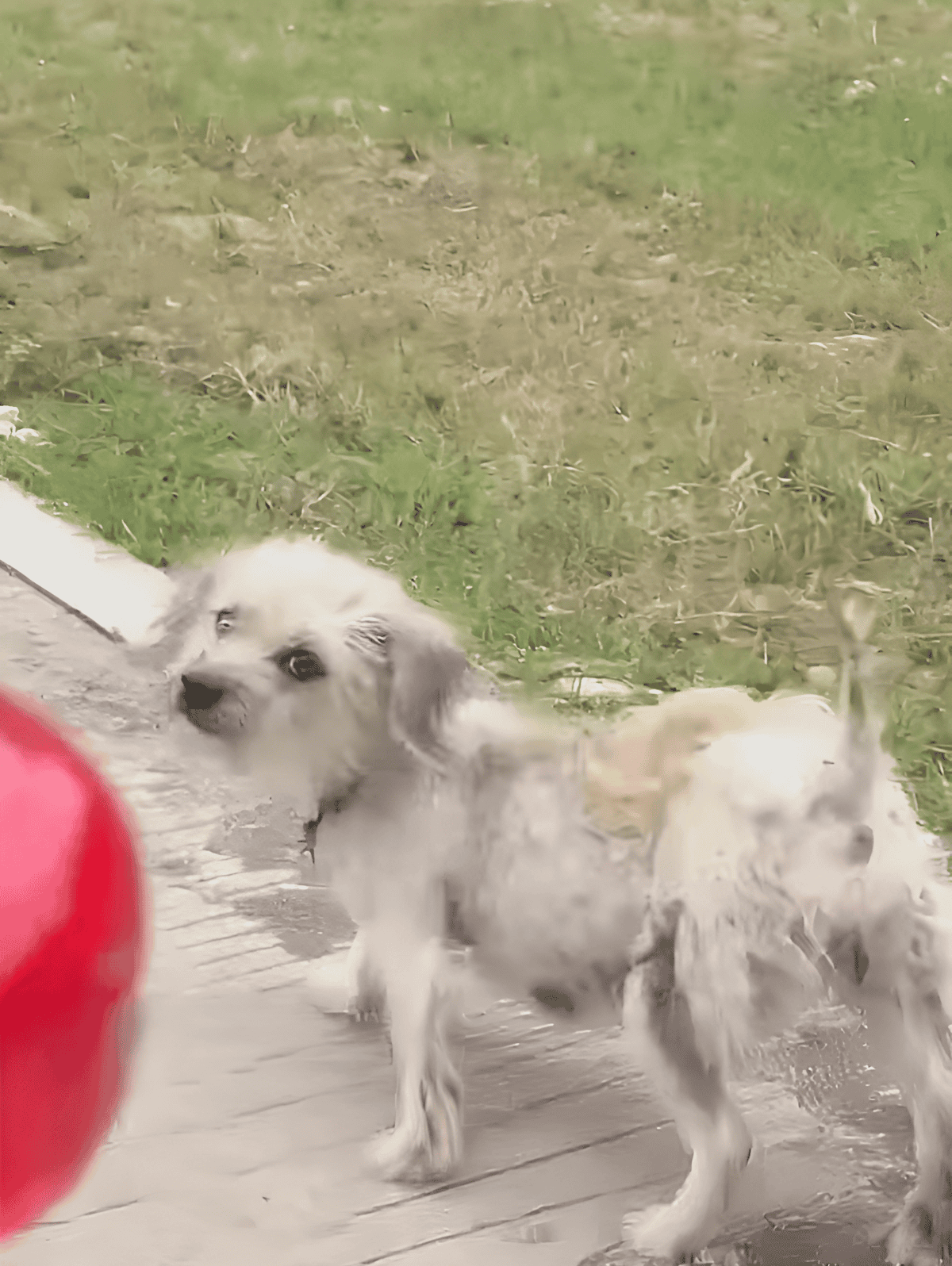Cute puppy splashing water during outdoor play, ideal for pet training and dog care tips.