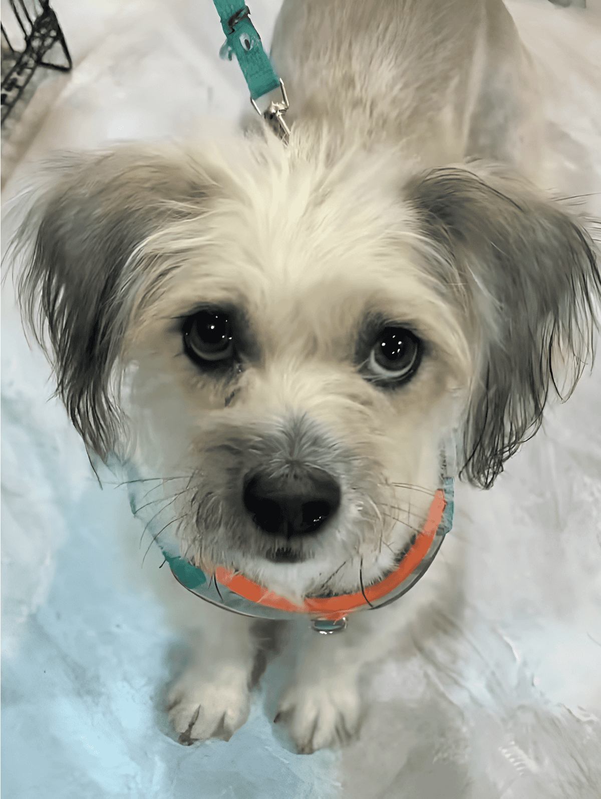 Adorable dog at dog grooming, with wet fur and expressive eyes. Perfect for pet grooming and dog care.