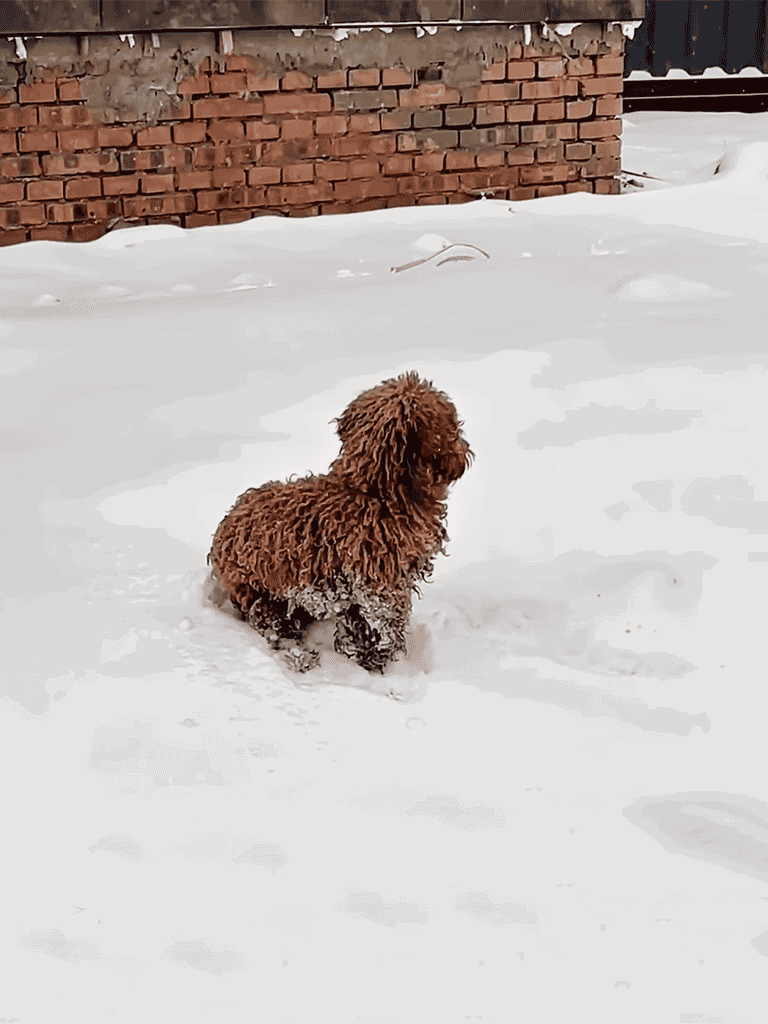 Dog playing in snow with a brick wall in background, enjoying winter outdoor activity.