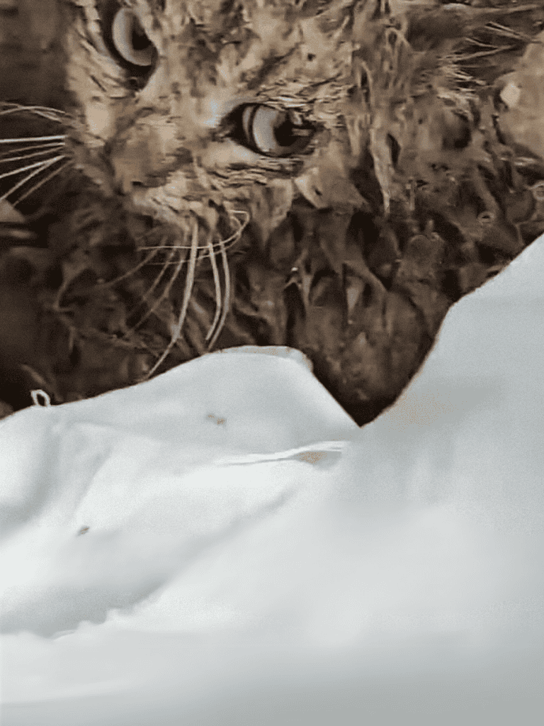 Close-up of a cat peeking through snow with alert eyes and wet fur.