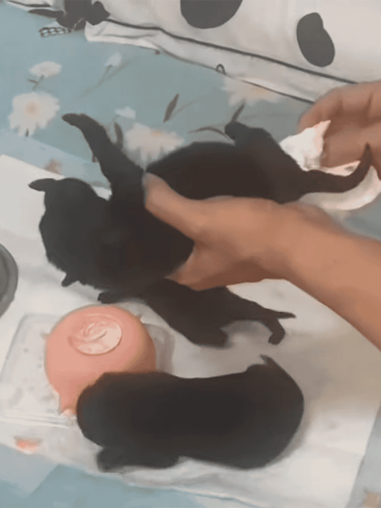 Cute black puppies getting a gentle bath with care.