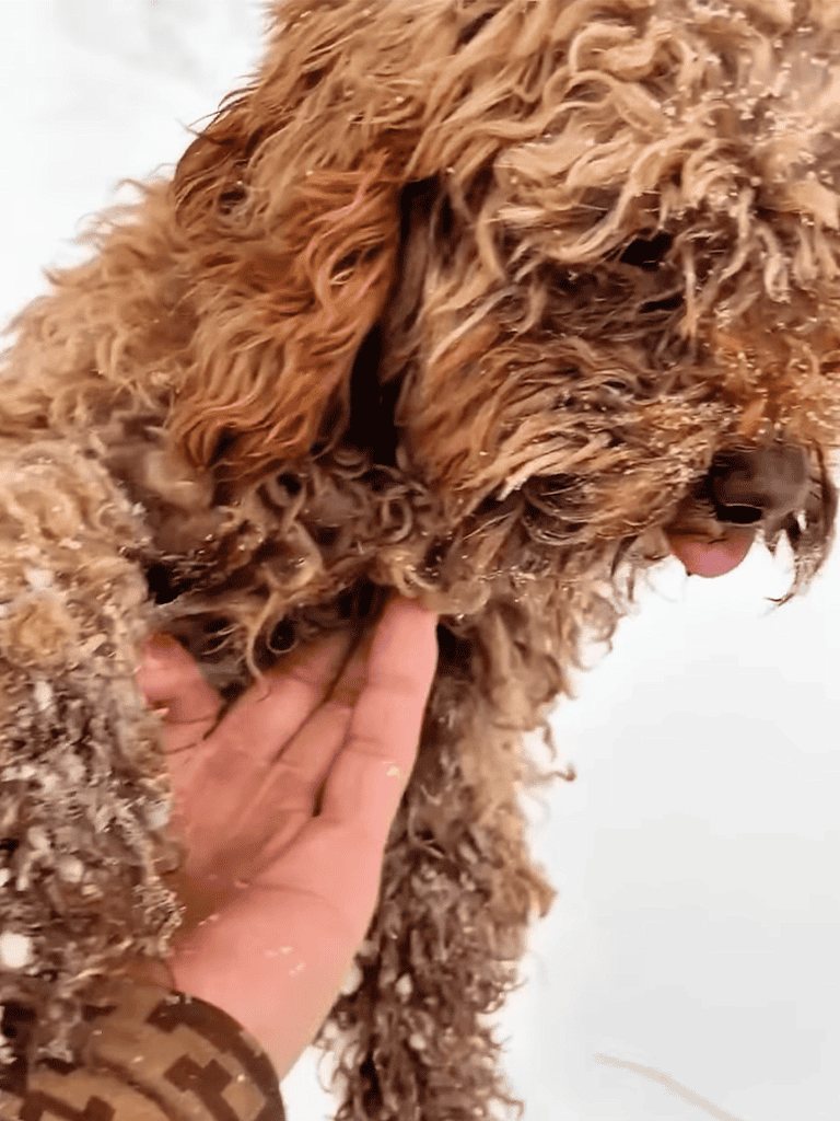 Close-up of a well-groomed, curly-coated poodle with shiny fur for dog grooming services.