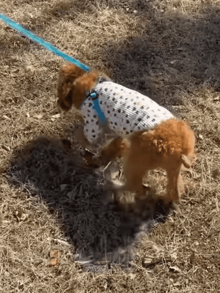 Adorable puppies playing outside on a sunny day.