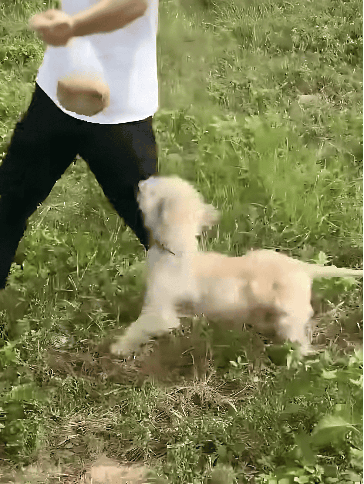 Dog training, puppy obedience, outdoor dog activity, pet training session.