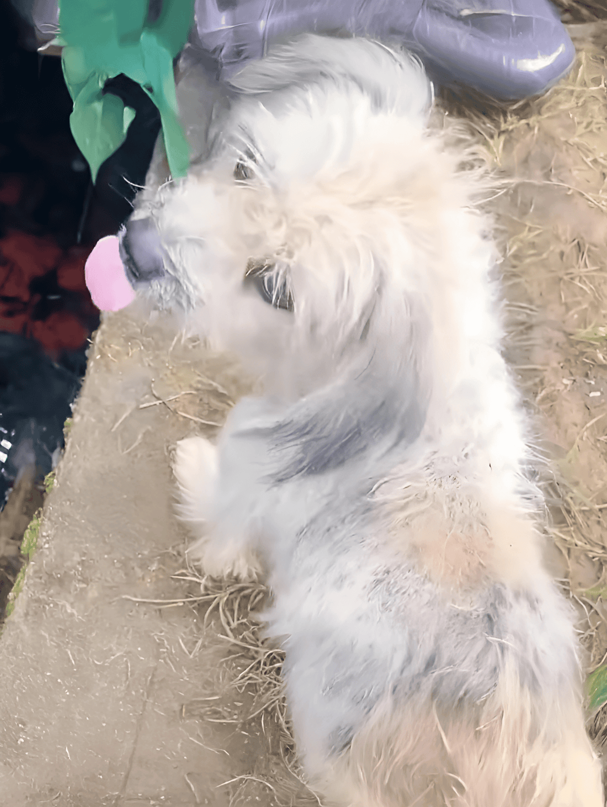 Cute white puppy with pink tongue sticking out, sitting on a concrete surface with natural surroundings.