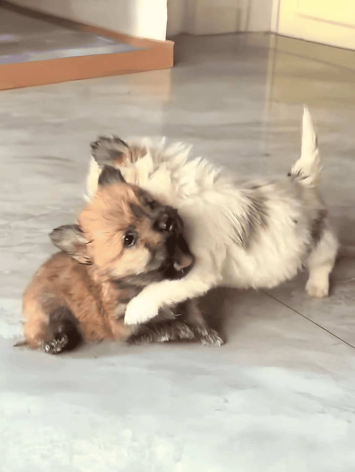 Adorable puppy and kitten playing together indoors, showcasing pet bonding.