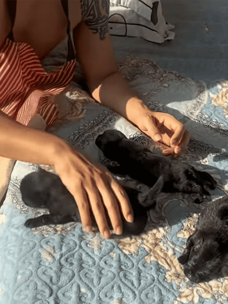 Adopt, nurture, train your puppy with Dogfix.