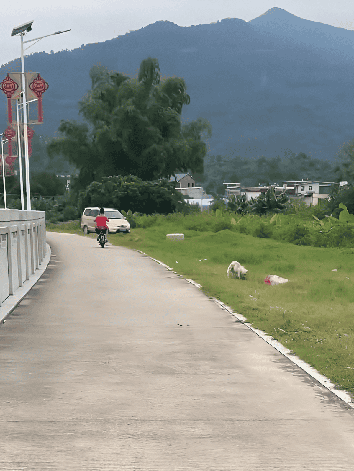Dog walking on a paved trail near green fields and mountains in background.