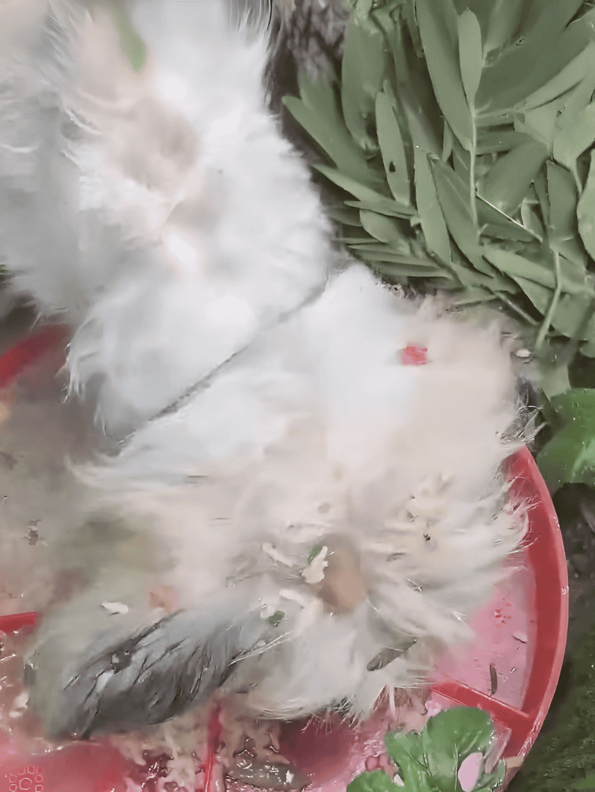 Dog grooming, adorable fluffy dog, pet care, indoor grooming session.