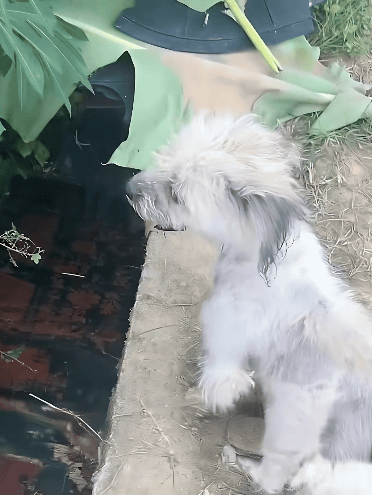 Cuddly dog exploring lush outdoor garden with plants and soil.
