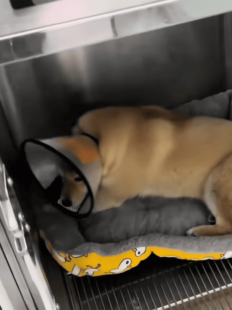 Dog with cone, resting in cozy bed inside a pet crate.