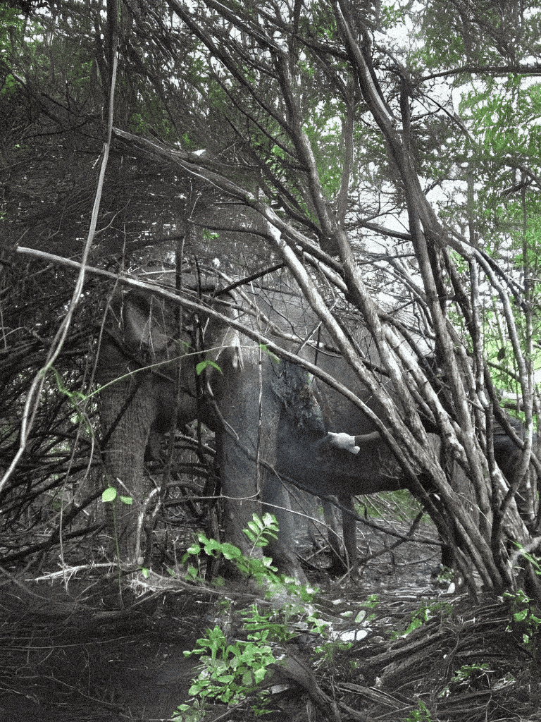 A wild elephant is partially hidden among dense branches and foliage in a forest setting.