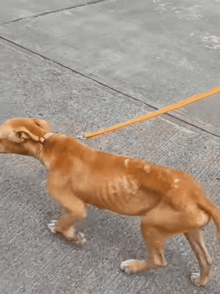 Happy dog meeting a new friend on a walk.