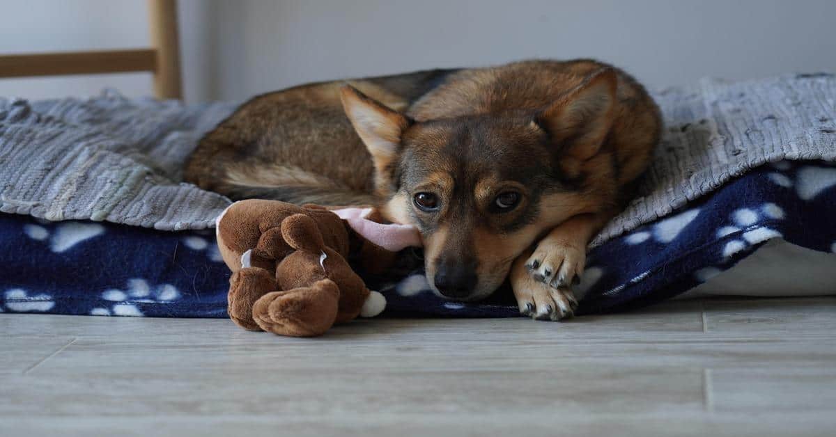 Adorable dog lying on cozy bed with soft blanket and plush toy, perfect for pet comfort.