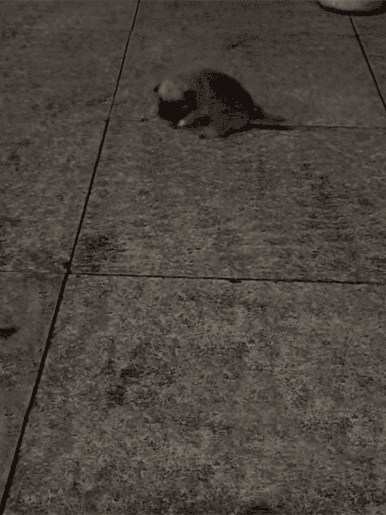 Small mouse on tiled floor at night, dark environment, nocturnal animal.