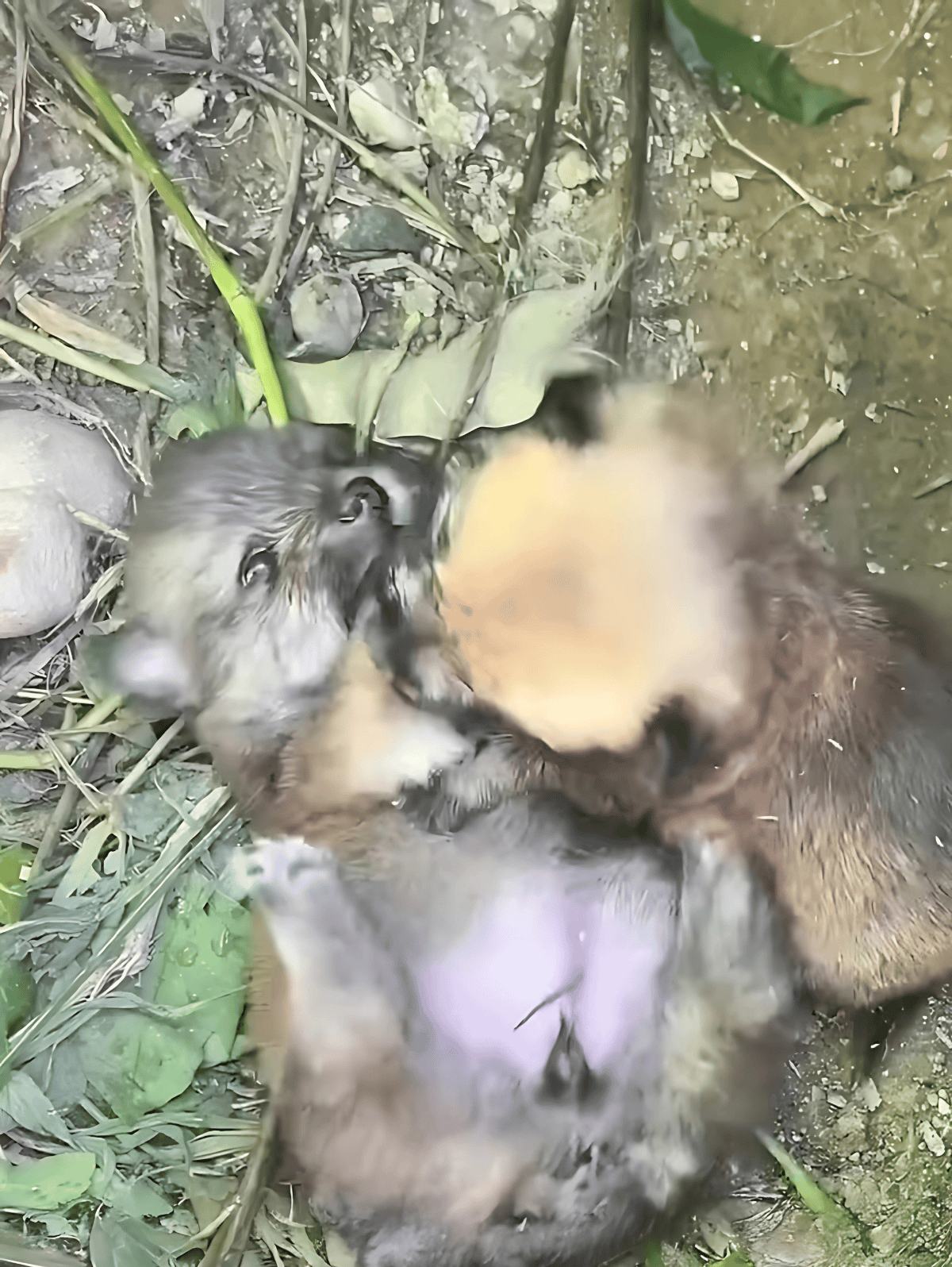 Otters resting and playing in a natural outdoor habitat, showcasing wildlife rescue and care.