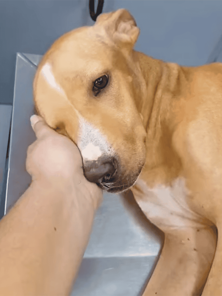 Comfortable dog lying calmly on the floor with a person's hand gently resting on its head.