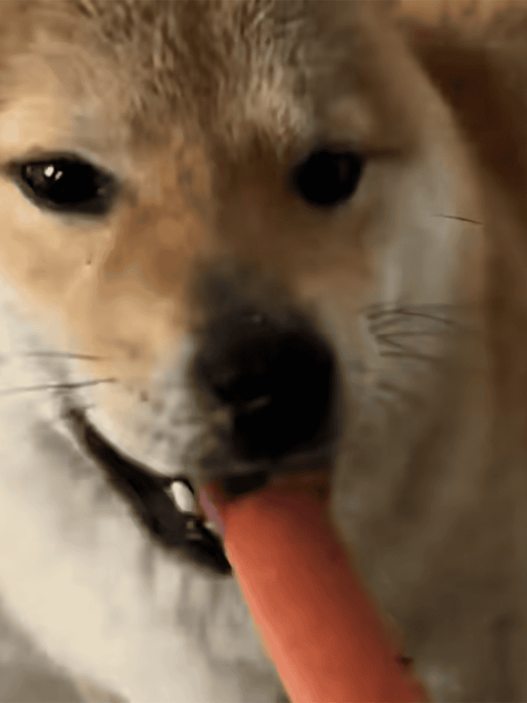 Adorable Shiba Inu with wagging tail and playful expression holding a treat.