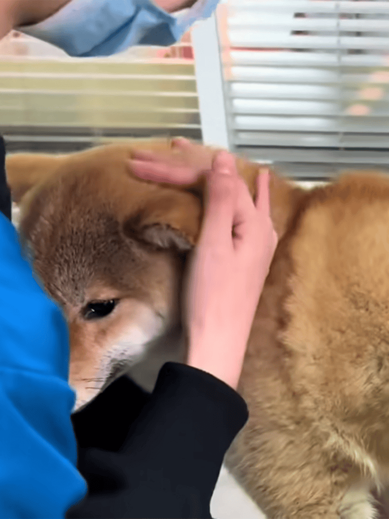 Dog being comforted with gentle petting and affection.