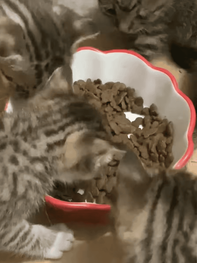 Cats eating dry cat food from a bowl.