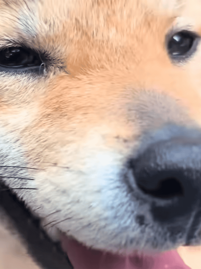 Adorable Shiba Inu puppy face with expressive eyes and soft fur, perfect for dog lover photography.