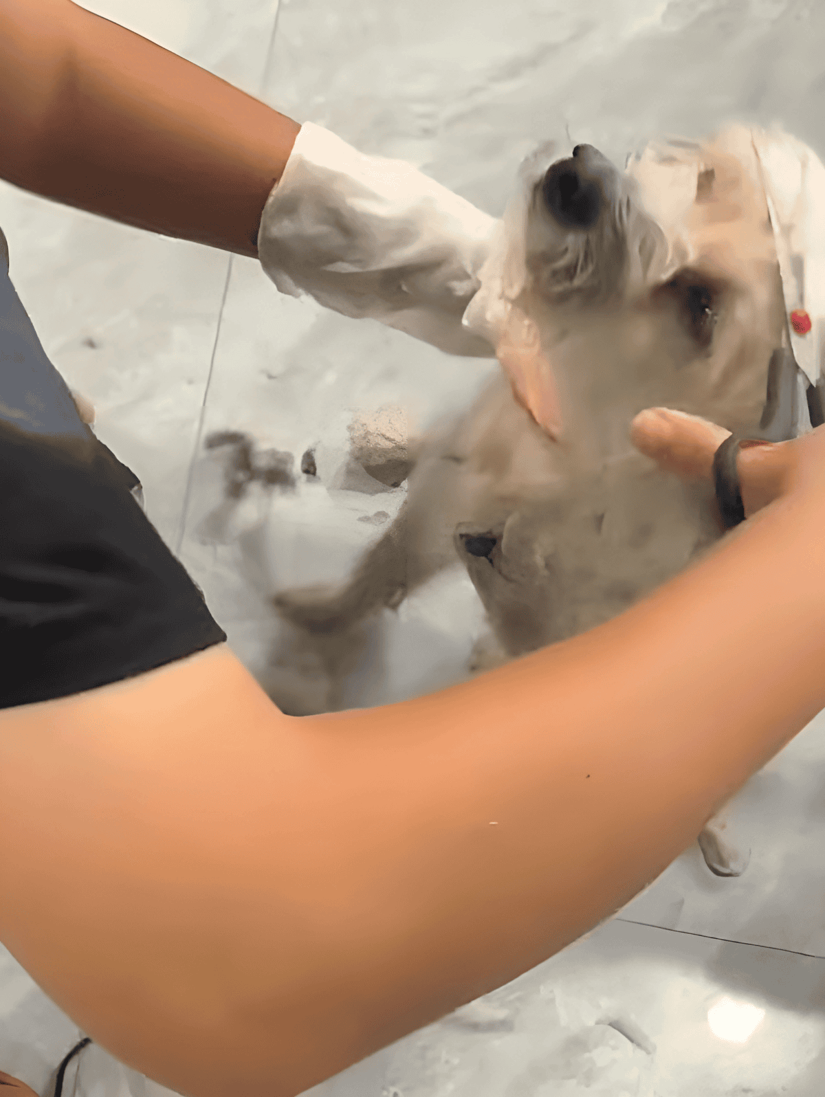 Close-up of a cute puppy being groomed with professional care at Dogfix.