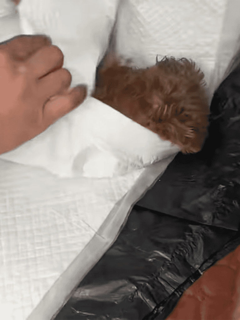 Adorable puppy sleeping on a bed with a person's hand gently touching it, cozy and peaceful resting dog.