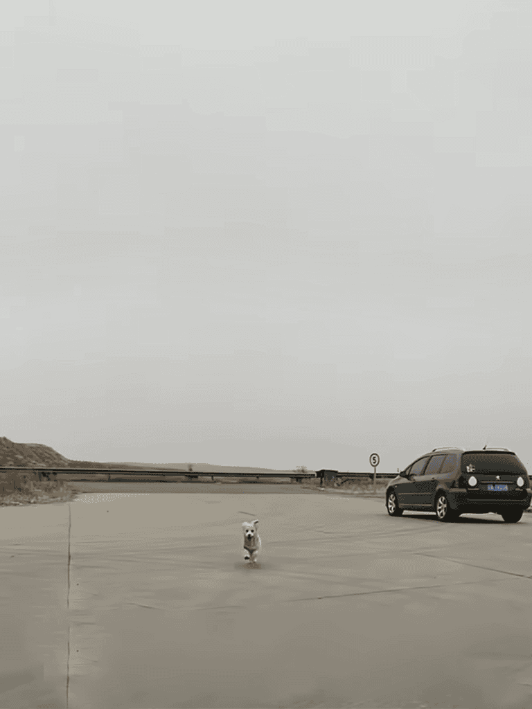 Adorable small dog running freely on an open parking lot, showcasing happy moments with pet safety.