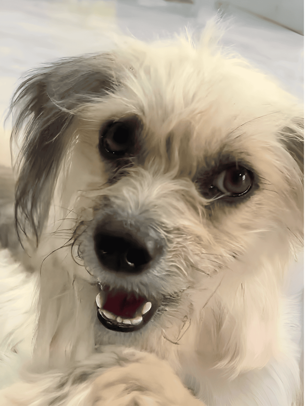 Dog playing happily, showing its joyful expression with bright eyes and open mouth.