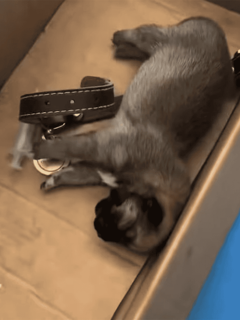 Adorable puppy resting peacefully on the hardwood floor, perfect for pet relaxation and comfort.