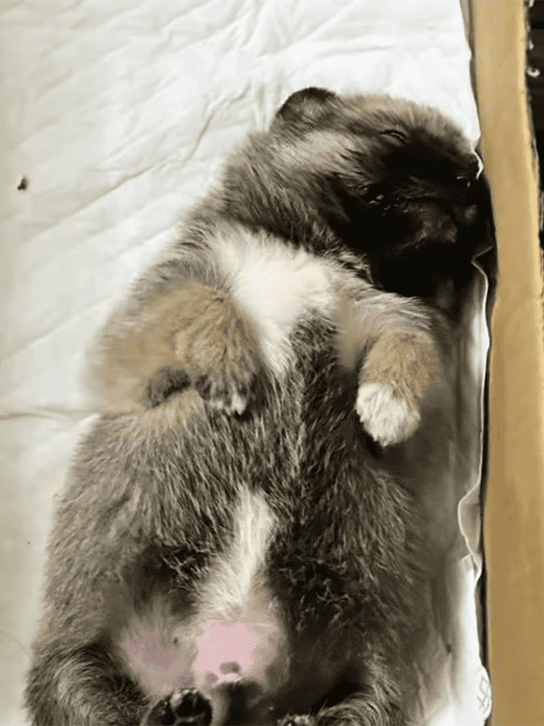 Cute puppy sleeping peacefully on a bed.