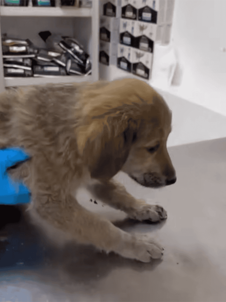 Adorable brown puppy at veterinary clinic, seeking care and comfort.