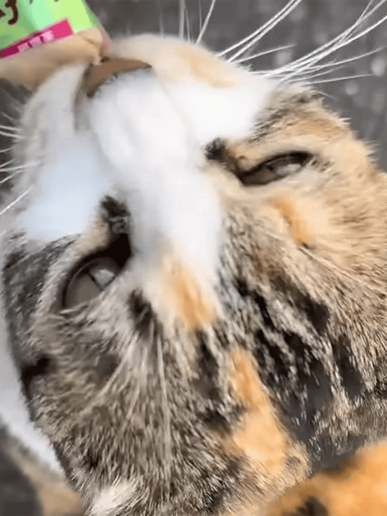 Playful tabby cat with closed eyes resting peacefully.