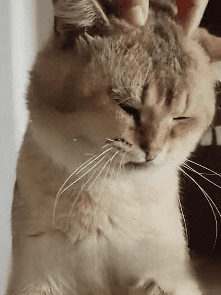 Adorable domestic cat resting peacefully, showing a calm and relaxed posture.
